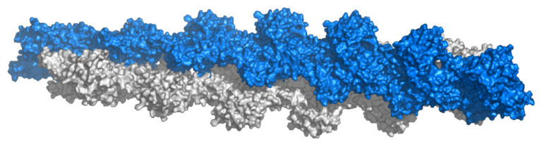 TB-500 (Full-Length Thymosin β4) vs TB-500 Fragment: One Name, Two Different Molecules