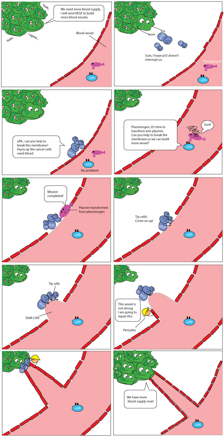 What Is Vesugen? The Three-Letter Peptide Betting It Can Talk to Ageing Blood Vessels