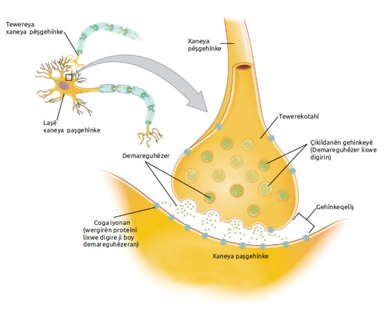 Selank vs Semax: A Research-Use Comparison of Two Russian Regulatory Neuropeptides