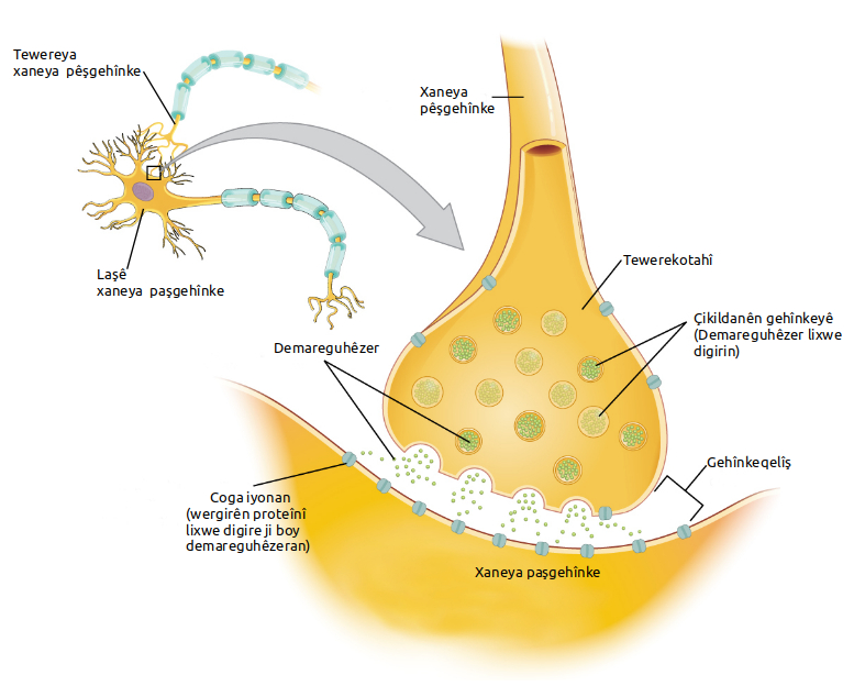 Selank vs Semax: A Research-Use Comparison of Two Russian Regulatory Neuropeptides