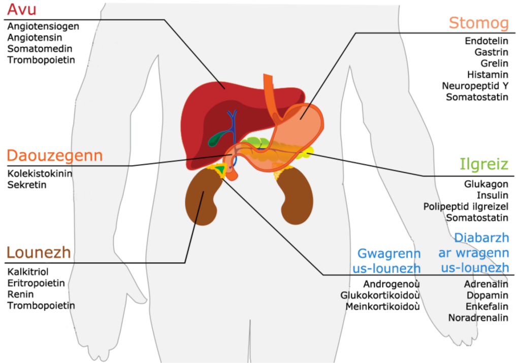 Growth Hormone Secretagogues, Explained: Ipamorelin, CJC-1295 and the GH/IGF Axis