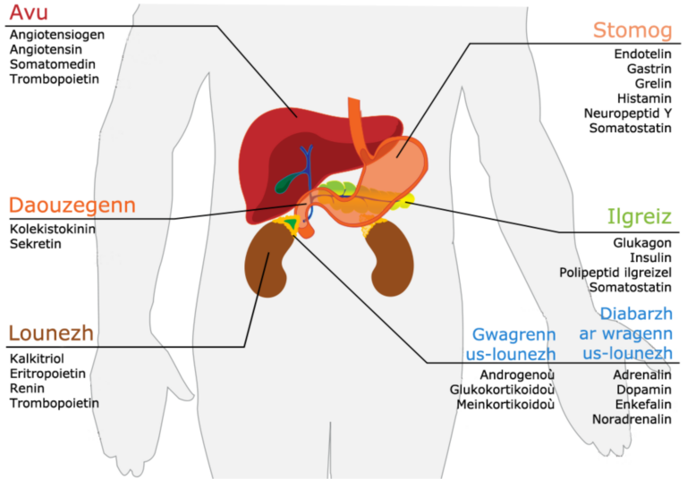 Growth Hormone Secretagogues, Explained: Ipamorelin, CJC-1295 and the GH/IGF Axis