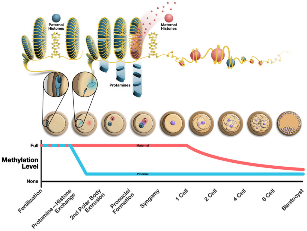 Khavinson&rsquo;s Peptide Bioregulators: A Field Guide to the &ldquo;Cytogen&rdquo; Catalogue (2026)