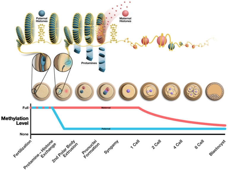 Khavinson&rsquo;s Peptide Bioregulators: A Field Guide to the &ldquo;Cytogen&rdquo; Catalogue (2026)