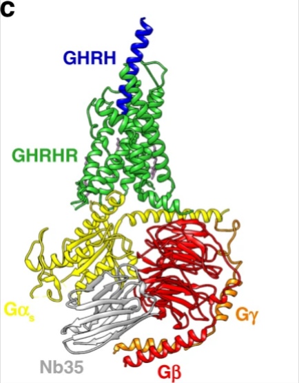 Tesamorelin vs CJC-1295 vs Sermorelin: The GHRH-Analog Family, Ranked by Evidence