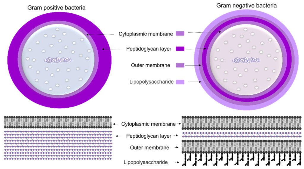 Endotoxins and Sterility: The COA Section Almost Nobody Reads