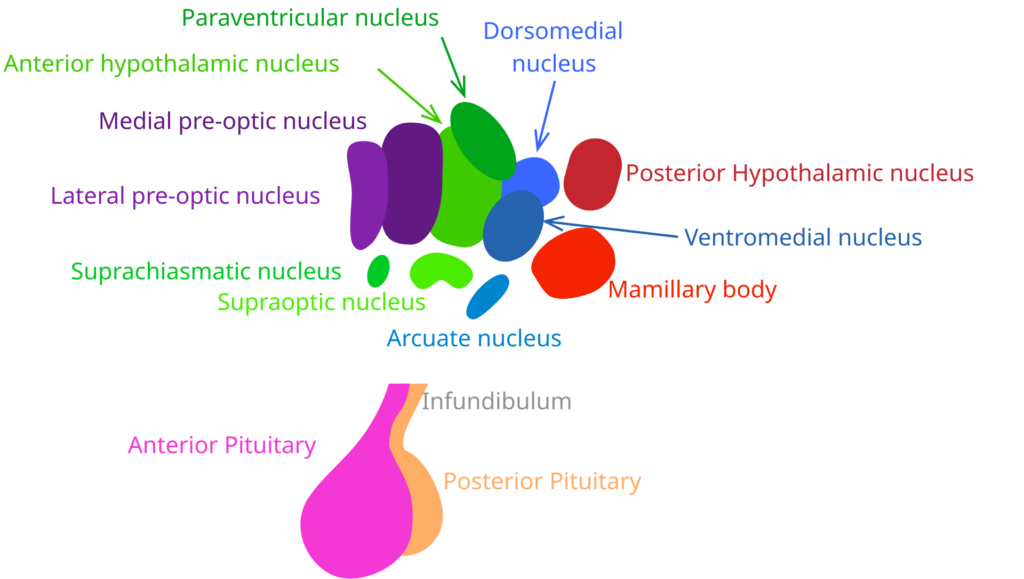 Kisspeptin-10: the master switch the body wrote, and pharmacology hasn’t finished