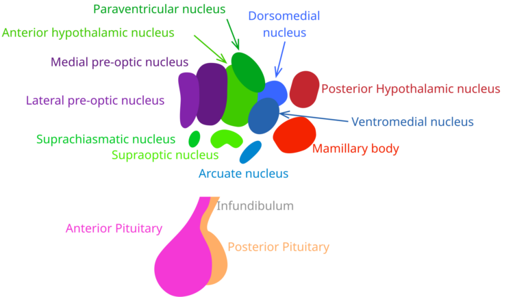 Kisspeptin-10: the master switch the body wrote, and pharmacology hasn’t finished