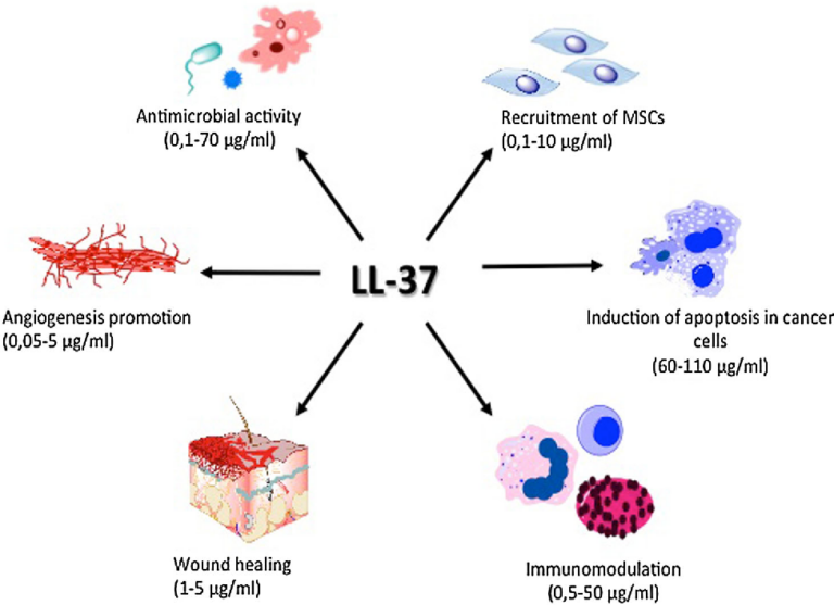 LL-37: The Self-Defence Peptide That Also Turns on the Self