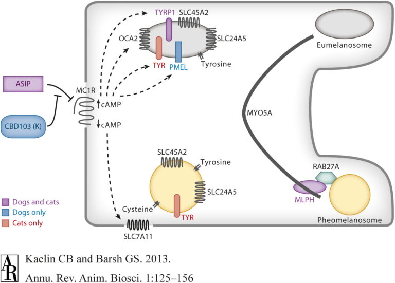 Melanocortins: From Vyleesi to Melanotan II