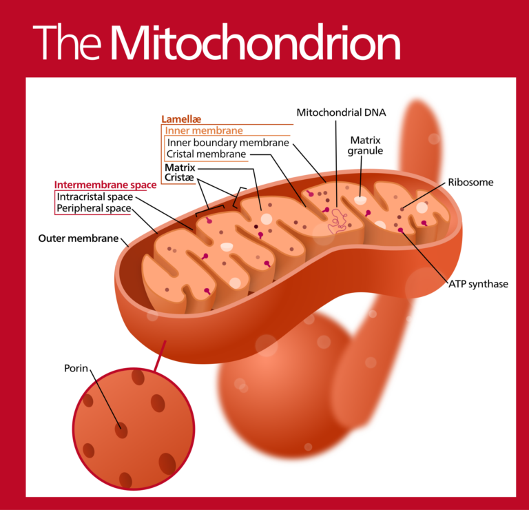 What Is MOTS-c? The Hormone-Like Signal Written Into Your Mitochondria