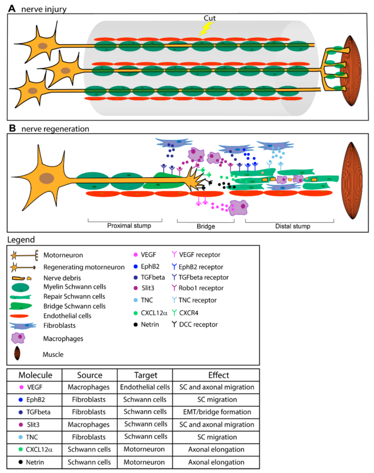 What Is Cortagen? The Bioregulator With a Severed-Nerve Story