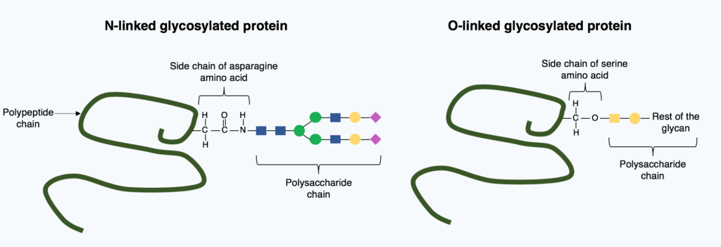 Research Peptides Explained — the complete 2026 reference guide