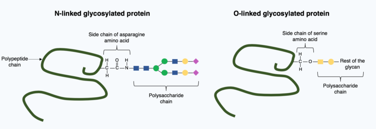 Research Peptides Explained — the complete 2026 reference guide