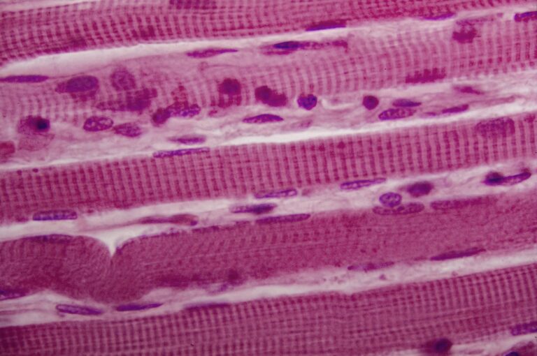 What Is SLU-PP-332? The &ldquo;Exercise Mimetic&rdquo; That Tells Muscle It Just Ran &mdash; in Mice