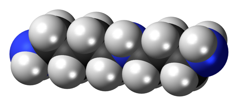 Spermidine: The Cleanest Case of a Great Mechanism Meeting Mediocre Trials