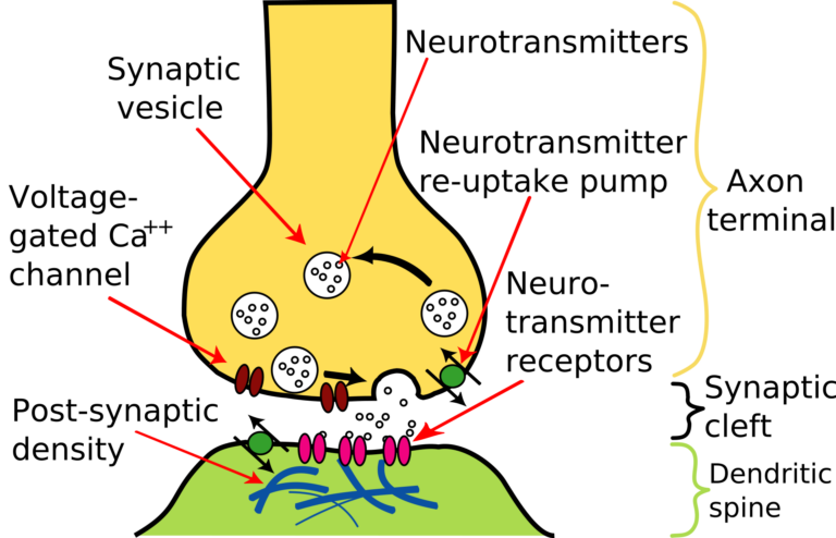 Non-Peptide Nootropics, Explained: Five Compounds, Five Mechanisms, One Honest Verdict