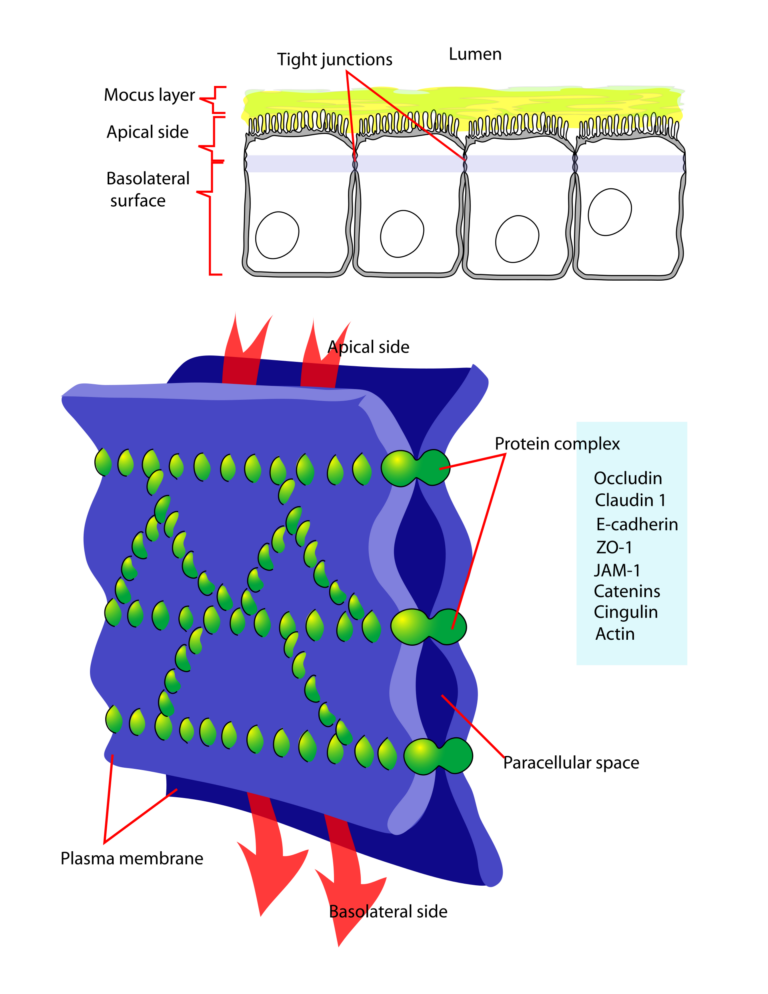 KPV vs Larazotide: Two Peptides in Gut-Barrier and Inflammation Research