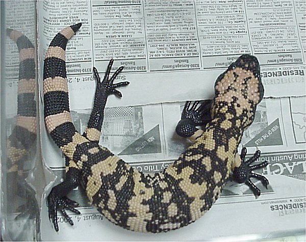From Gila Monster Venom to GLP-1: The Lizard That Rewrote Metabolic Medicine