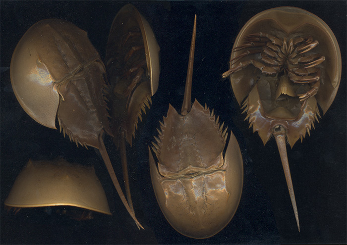 Why Every Injectable Owes Its Safety to Horseshoe Crab Blood
