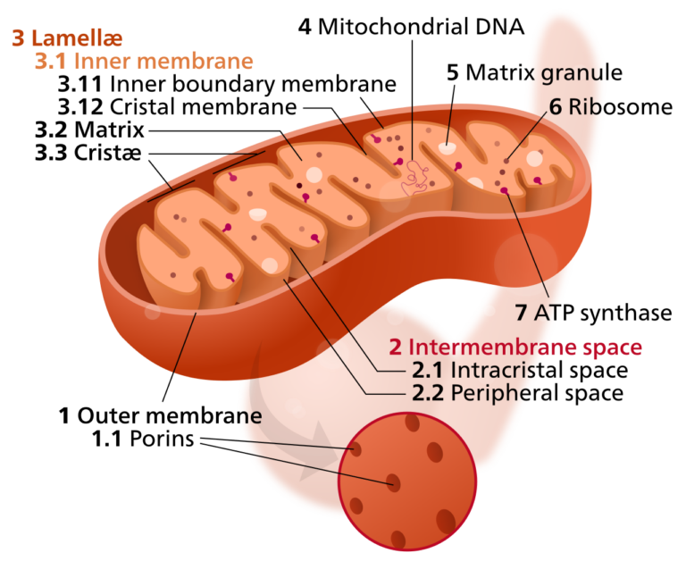 Your Mitochondria Secrete Hormones: The MOTS-c and Humanin Story