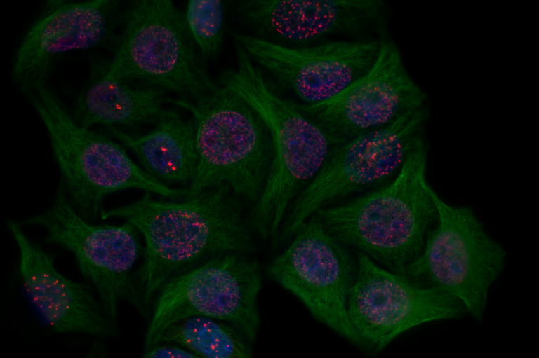 Diagram of the cellular senescence programme