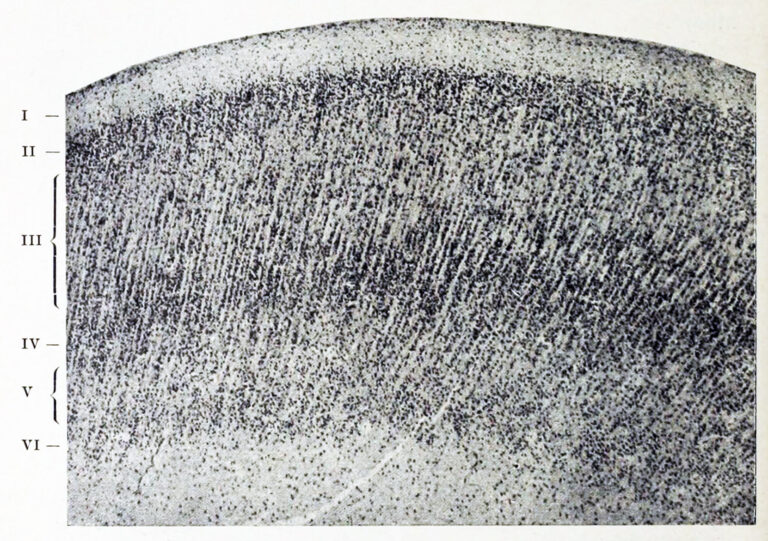Brodmann's 1909 plate of the radial layers of the human cerebral cortex