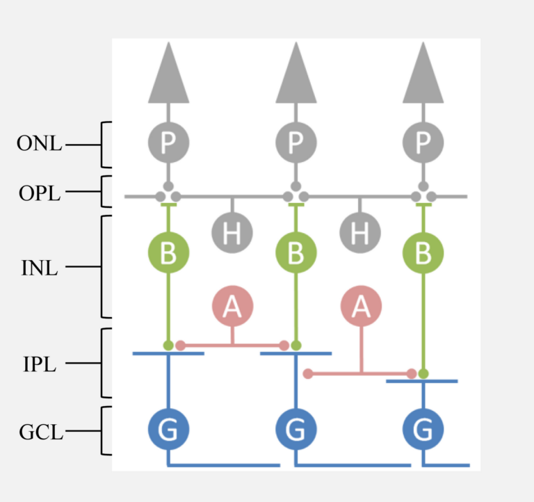 Diagram of the cellular layers of the retina