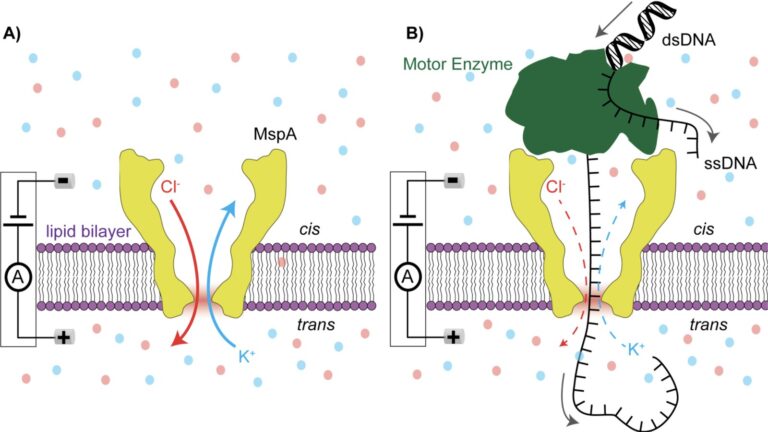 Designed Peptides in August 2026: Three Papers, Three Different Meanings of “Designed”