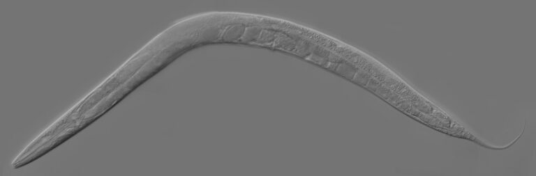 What Is GLP-4? A Search of the Literature for a Peptide That Does Not Appear in It