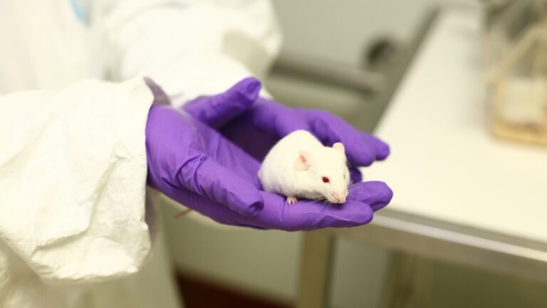 White laboratory mouse held in a gloved hand
