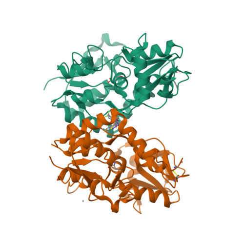 Ribbon rendering of the crystallised assembly of PDB entry 5YBF: two copies of the GluA2 ligand-binding domain forming a dimer, with glutamate and the HBT1 molecule bound at the interface between them.